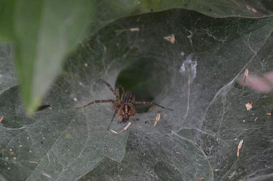 091815-funnelWebSpiderClosup