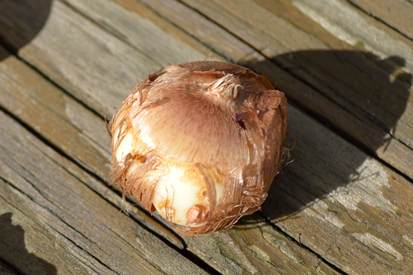 Crocus Bulb