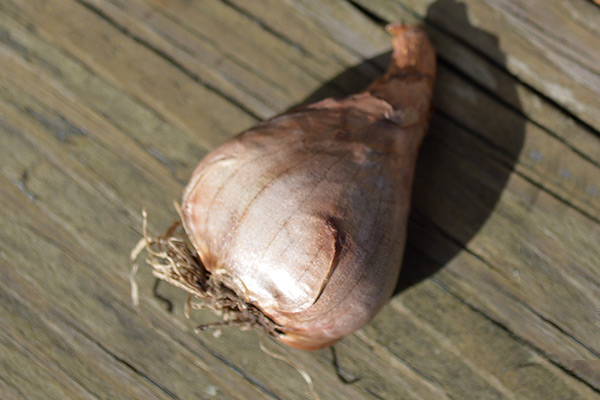 Mini Daffodil Bulb