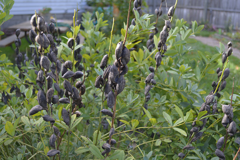 false indigo seedheads