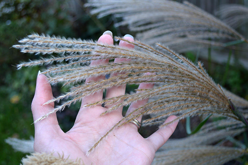 maidenhair grass