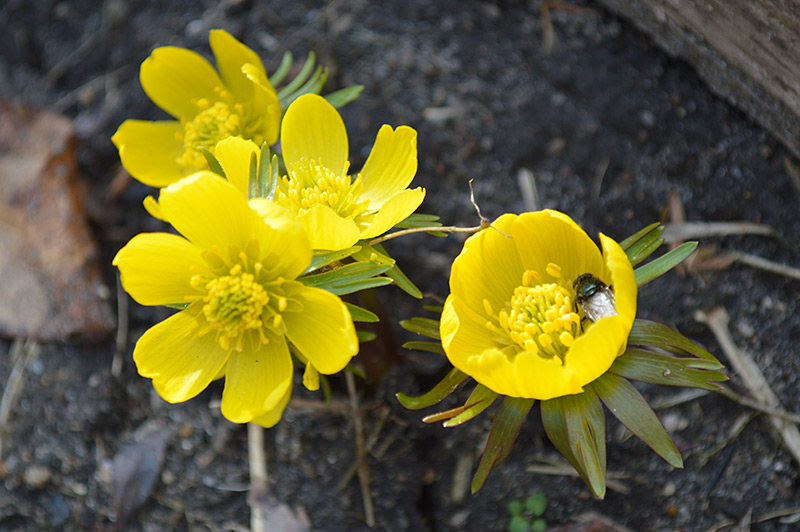 031516_aconite-pollinator