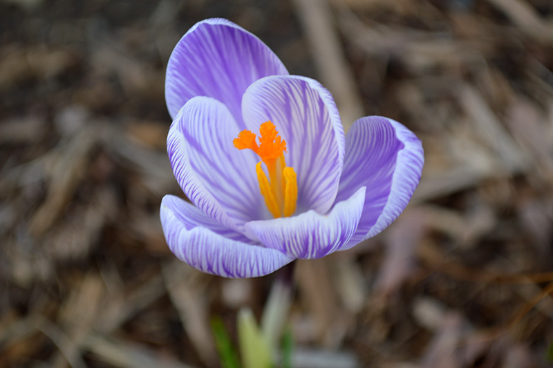 031516_crocus