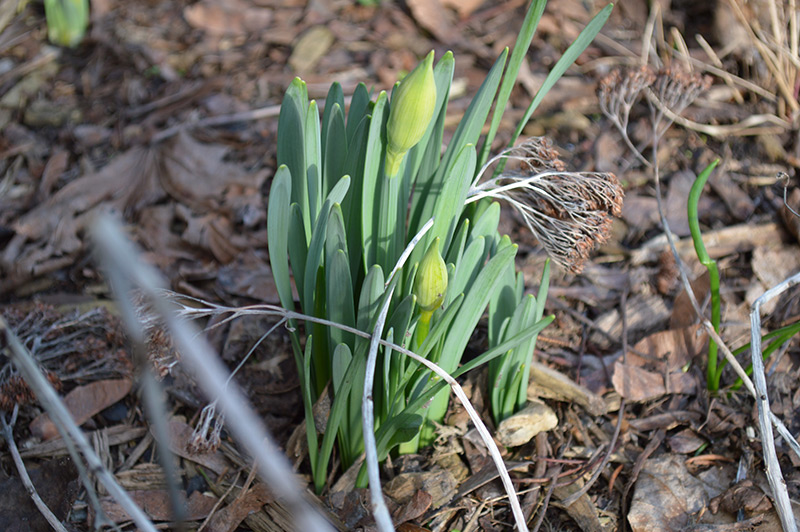 031516_emerging-daffs