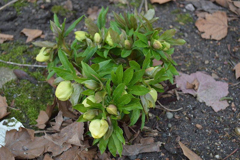 031516_lenten-rose