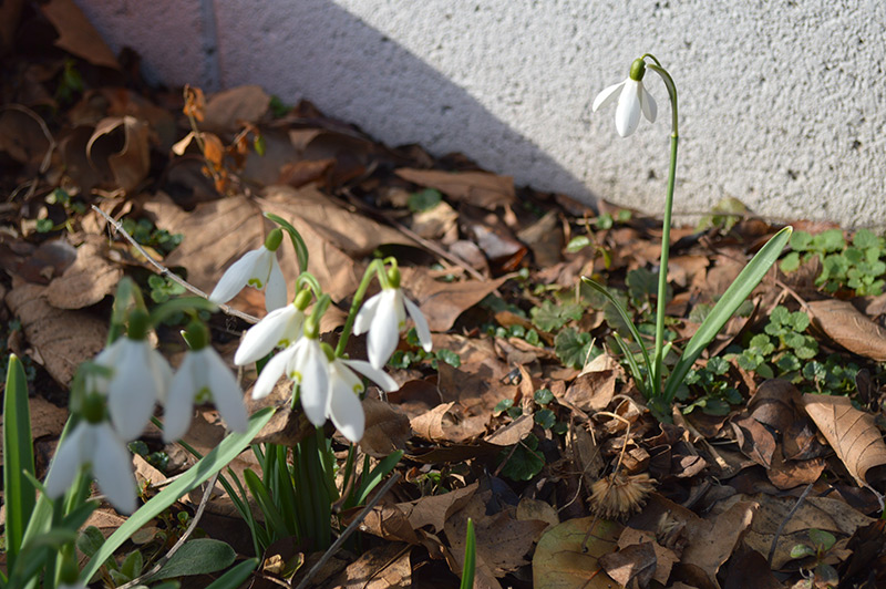 snowdrops in garden bed