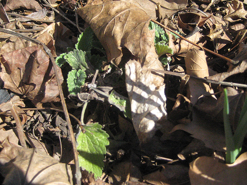 Emerging Bee Balm