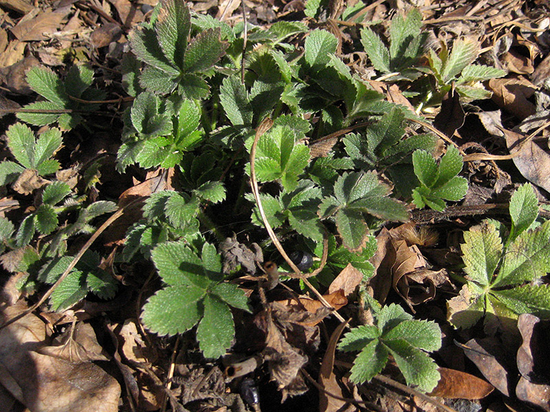 Emerging Cinquefoil