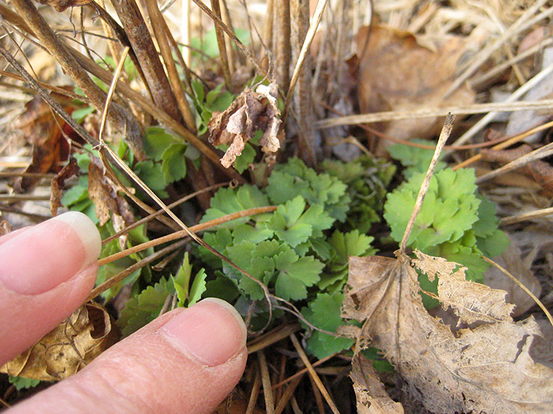 Emerging Columbine