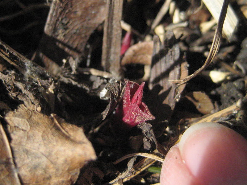 Emerging Coneflower