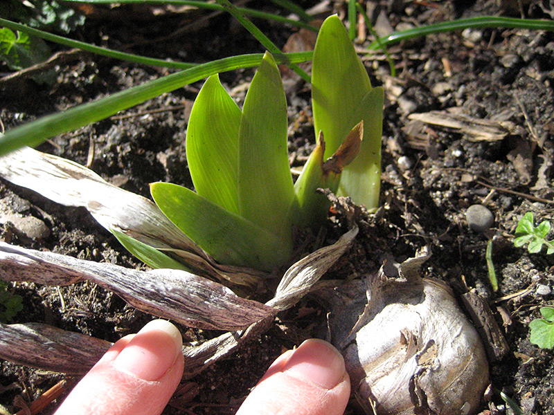 Emerging Iris