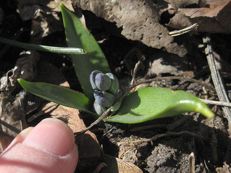 Emerging Spring Bulb