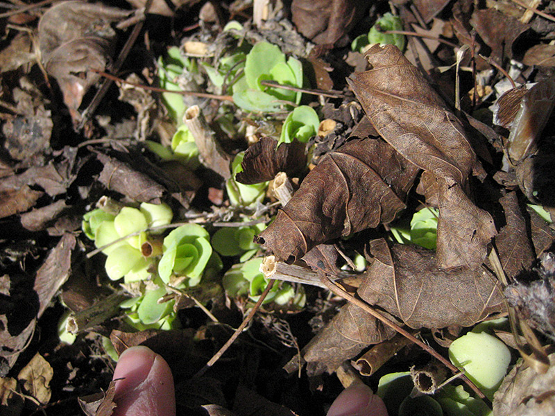 Emerging Sedum