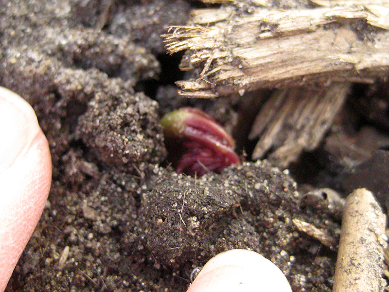 Emerging Snakeroot