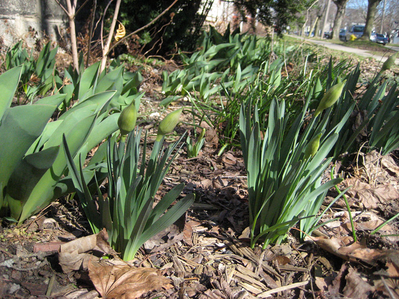 Daffodil and Tulip Foilage