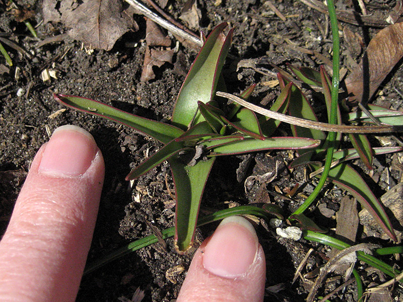 Species Tulips