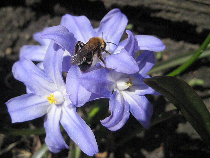 Bee on Glory of the Snow