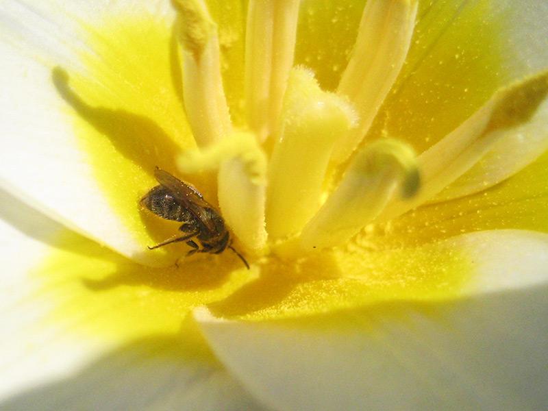 bee Ice Stick Tulip