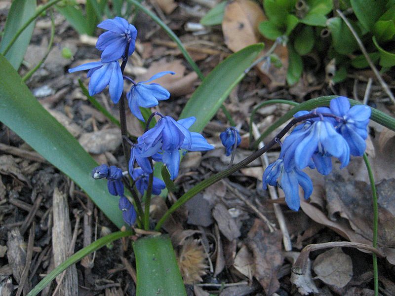 Blue Squill