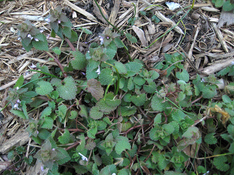 041416_deadnettle