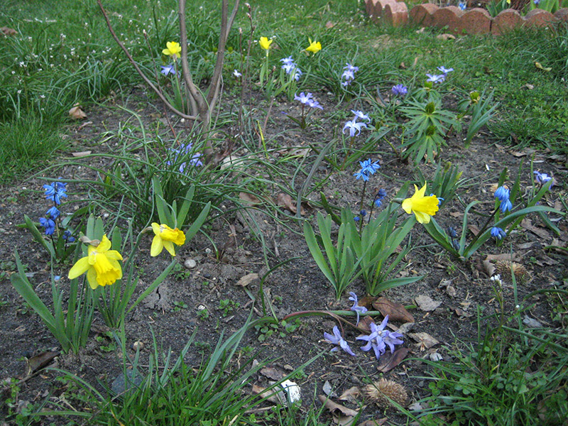 Early Spring Bulbs