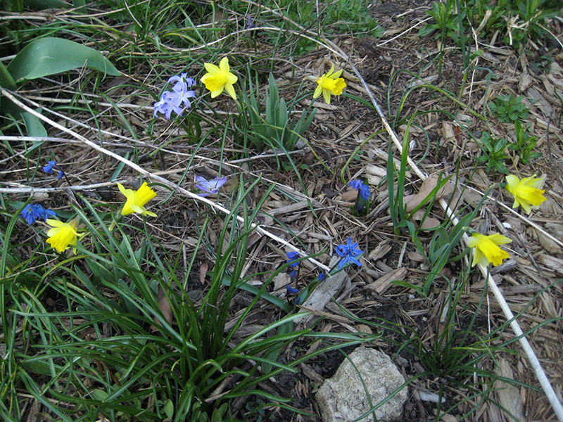 Early Spring Bulbs Gate Bed