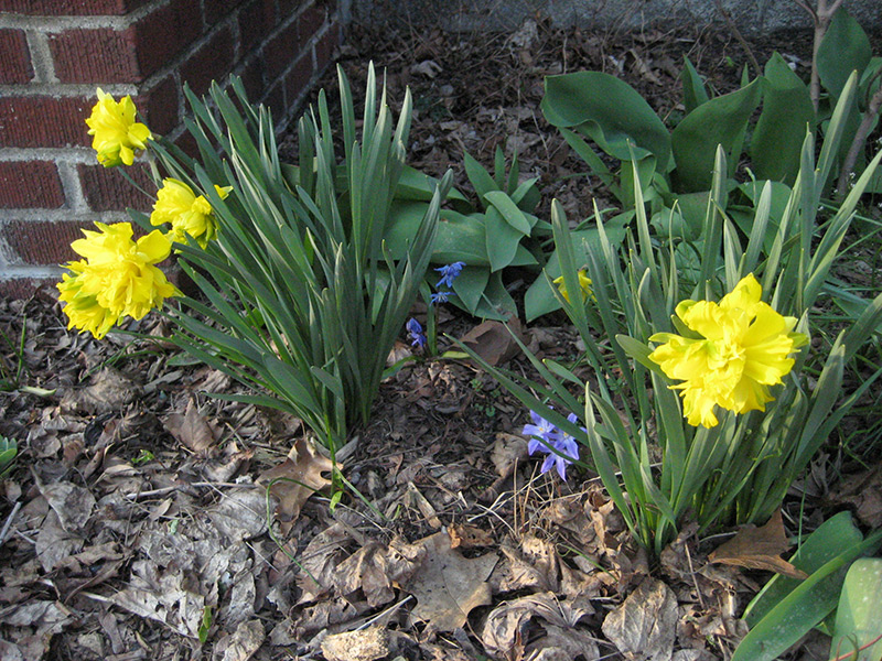 Double Daffodils