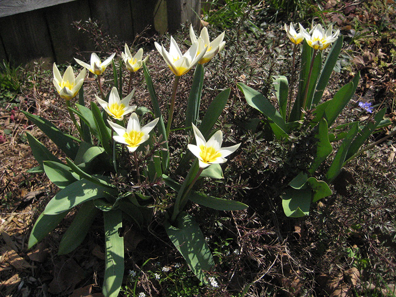 ice stick tulips