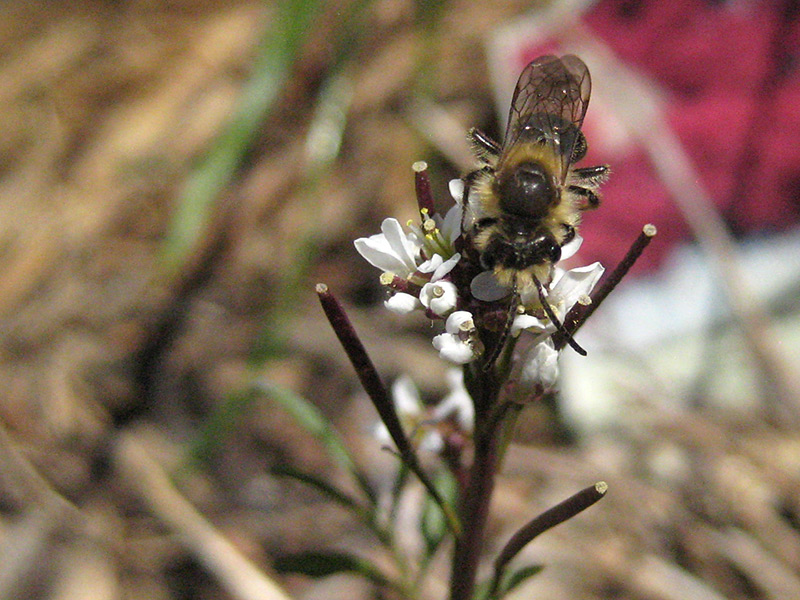 Early Spring Bee