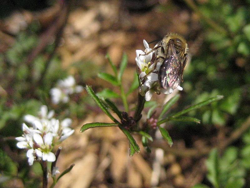 Early Spring Bee 2