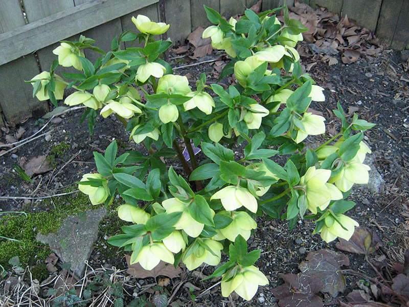 Lenten Rose