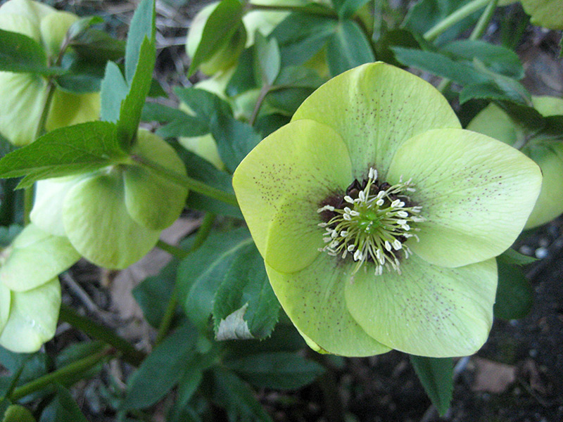 lenten Rose Flower