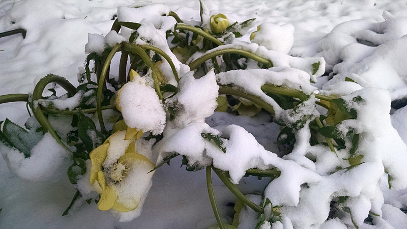 Lenten Rose in Snow