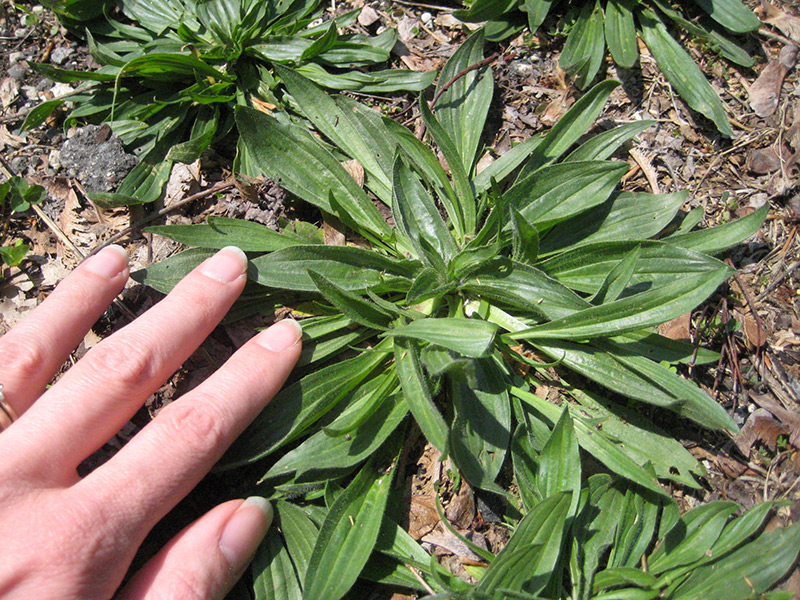 050616_Plantain