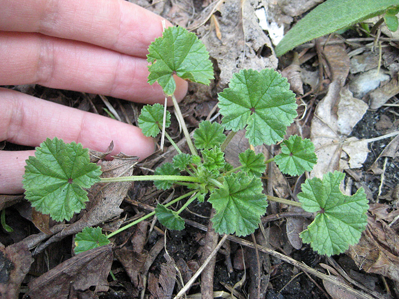 050616_commonMallow