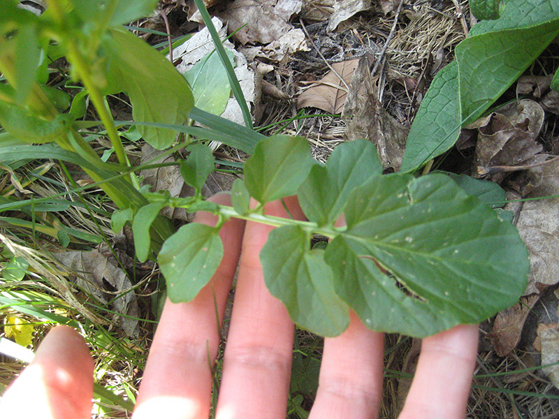 050616_yellowWeedFoliage