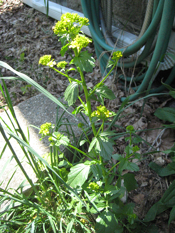 050616_yellowWeedPlant