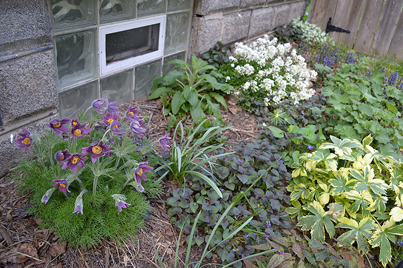 May Flowers in Gate Bed