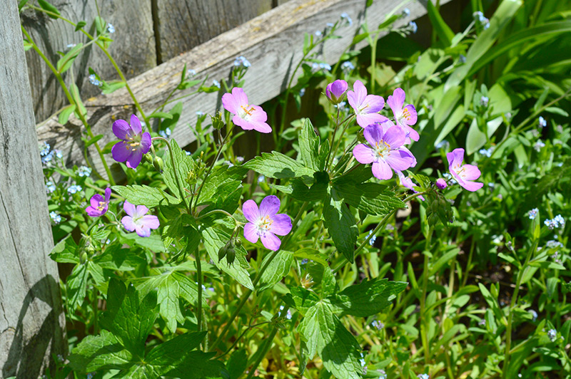 051316_cranesbill