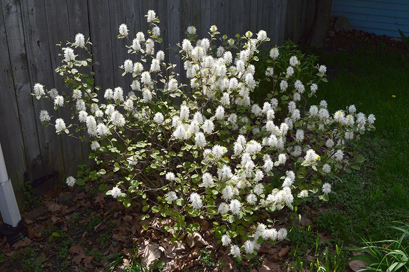 051316_fothergilla