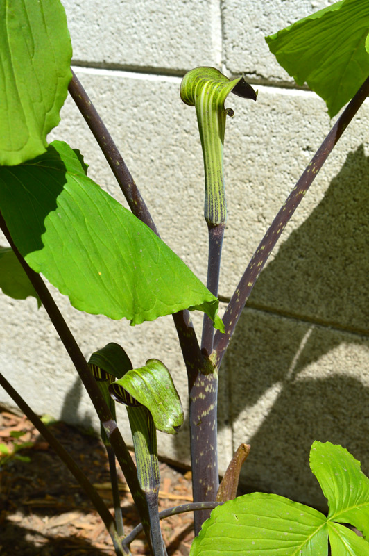 051316_jackInThePulpit