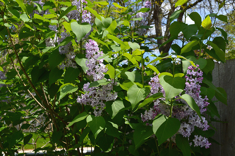 051316_lilac