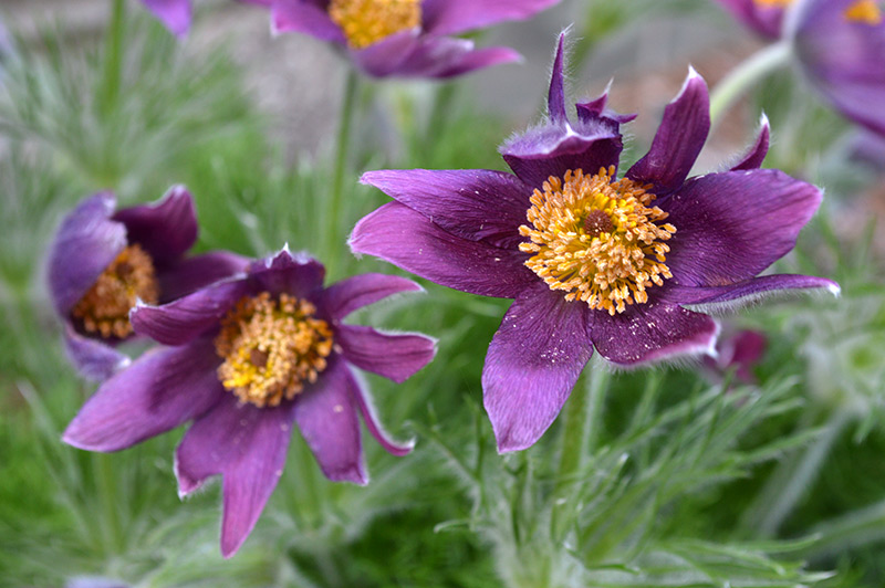 Pasque Flower