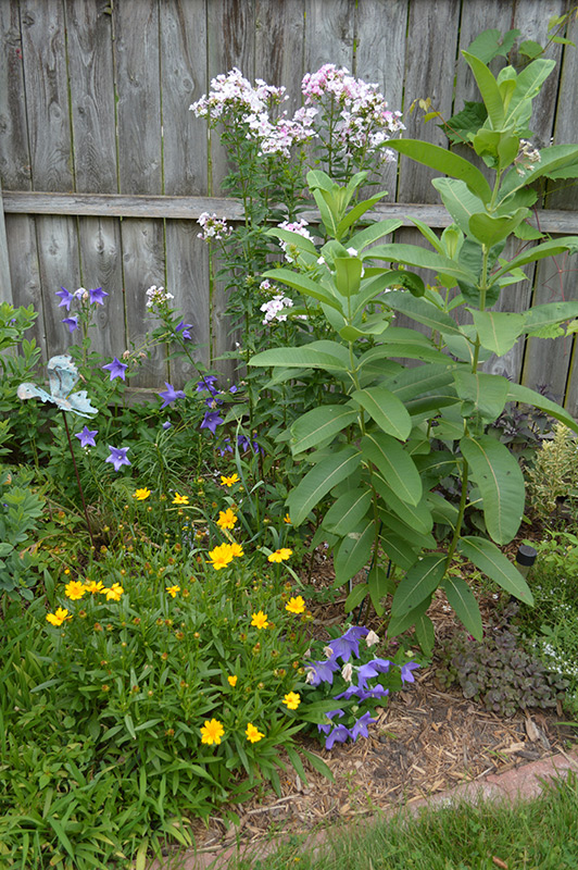 071516_milkweed