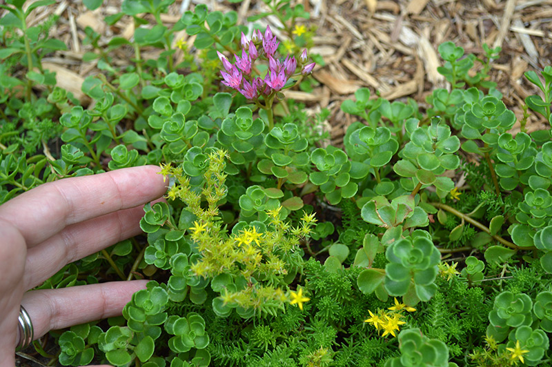 071516_mixedsedum