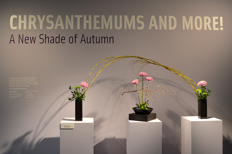 Chrysanthemums Exhibit