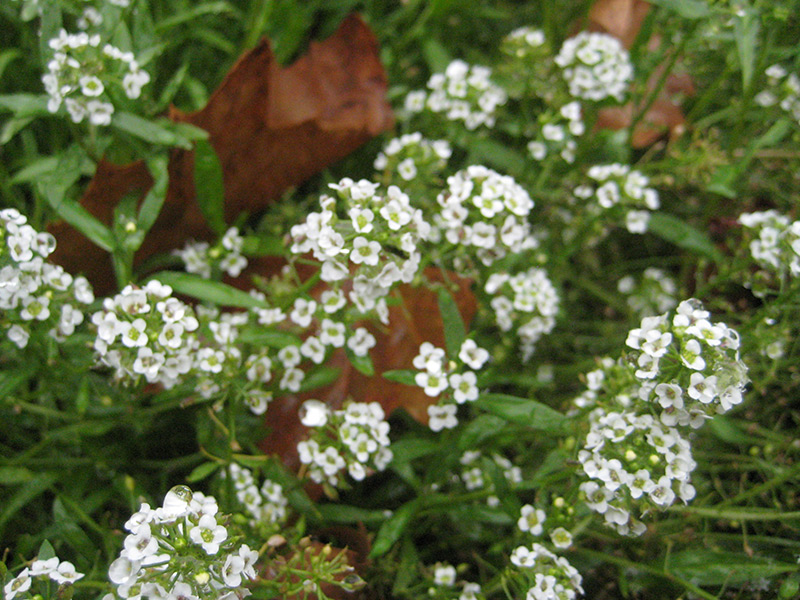 111916_alyssum