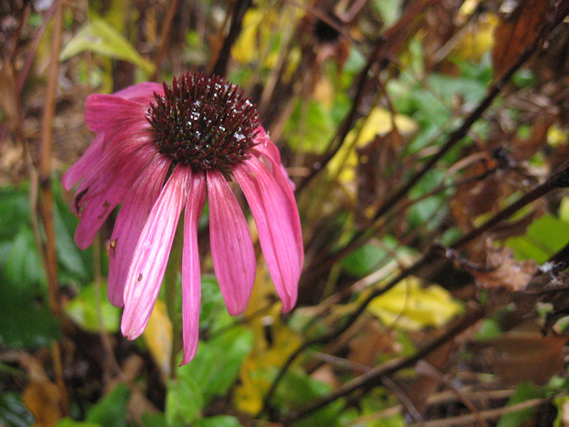 111916_coneflower