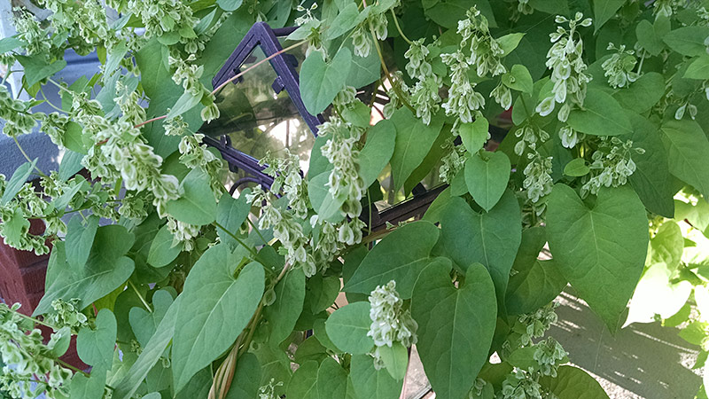 Black Bindweed covering Lantern