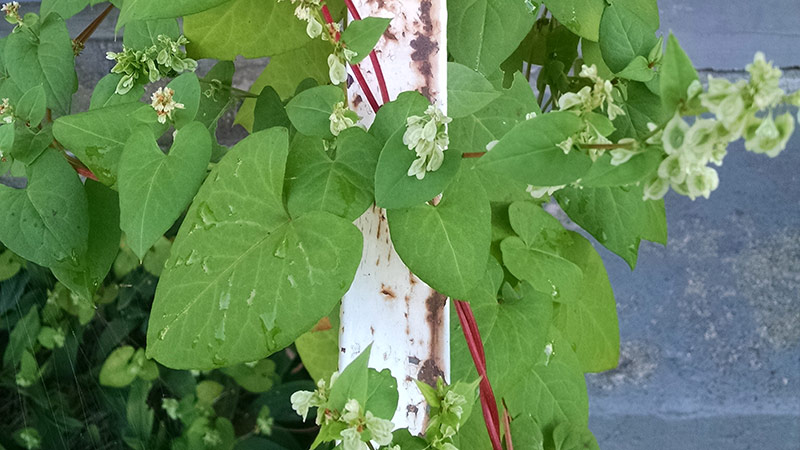 Black Bindweed on Railing